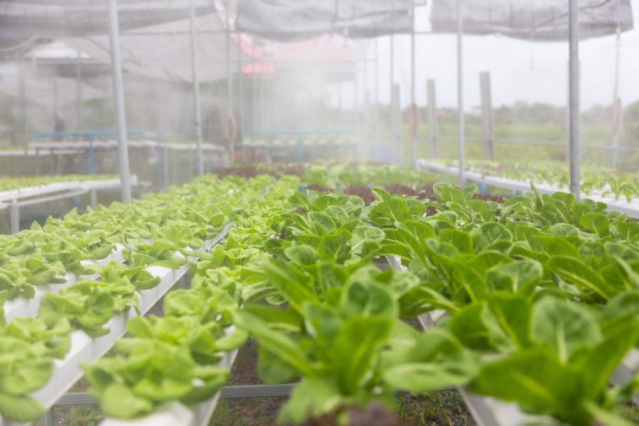 A Guide To Greenhouse Climate Control For Growers