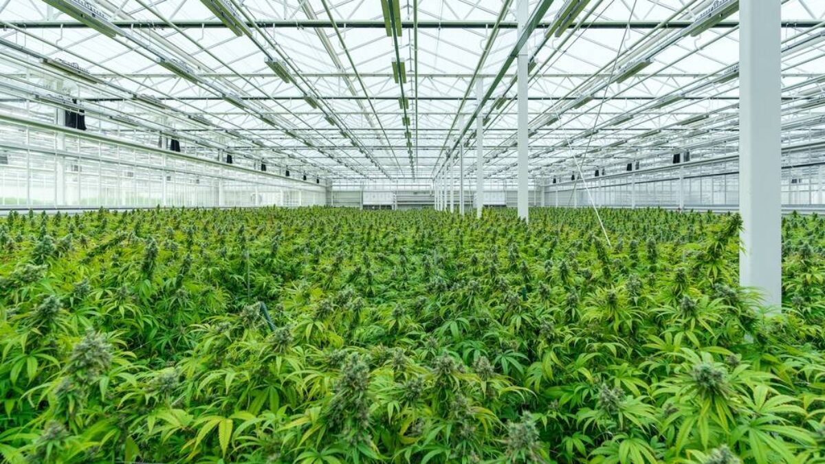 Understanding Cannabis Foggers and Misting Systems, image size:1200x675