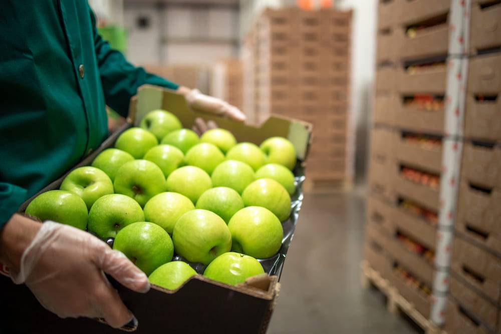 apples in a cold storage facility
