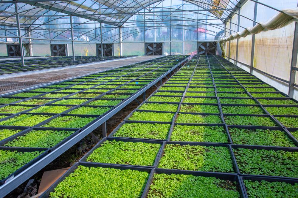 circulation fans in greenhouse